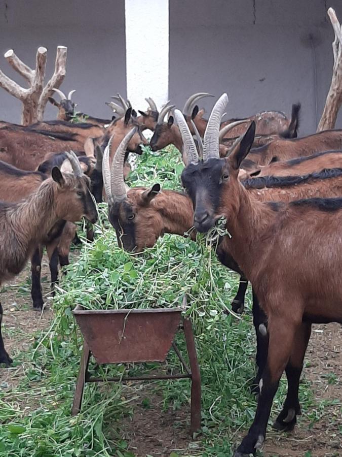 Jnane Tihihit Bed & Breakfast Lalla Takerkoust ภายนอก รูปภาพ